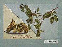 藏品(生蕃屋商店發行臺灣水果佛手柑)的圖片