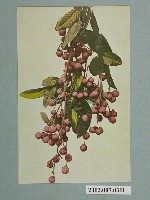 藏品(臺灣名產龍眼)的圖片