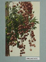 藏品(龍眼)的圖片