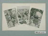 藏品(福井縣勝山市製造臺灣水果木瓜鳳梨香蕉)的圖片