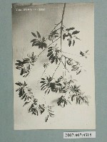 藏品(臺灣水果釋迦)的圖片