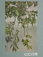 藏品(臺灣名產釋迦)的圖片