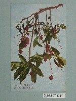 藏品(臺灣水果荔枝)的圖片