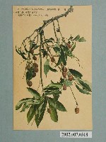 藏品(臺北生蕃屋本店發行臺灣水果荔枝)的圖片
