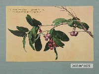 藏品(臺北生蕃屋本店發行臺灣水果蓮霧)的圖片