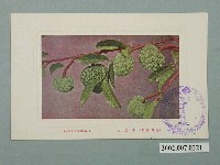 藏品(臺灣繪葉書會發行臺灣水果釋迦)的圖片