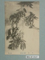 藏品(臺灣水果芒果)的圖片