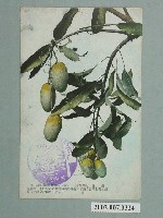 藏品(臺灣水果芒果)的圖片