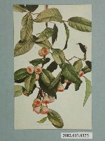 藏品(臺灣名產蓮霧)的圖片