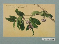 藏品(臺北生蕃屋本店印行臺灣名產蓮霧)的圖片
