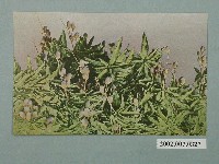 藏品(臺灣名產芒果)的圖片