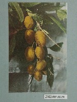 藏品(臺北菊元百貨店發行芒果)的圖片