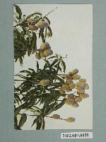 藏品(芒果)的圖片