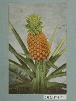 藏品(臺北菊元百貨店發行鳳梨)的圖片