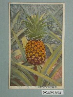 藏品(神戶光村印刷株式會社印行鳳梨)的圖片