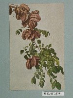 藏品(臺灣名產楊桃)的圖片