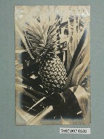 藏品(鳳梨)的圖片