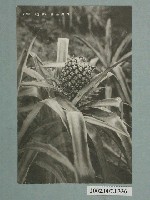 藏品(臺灣水果鳳梨)的圖片