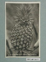 藏品(臺灣鳳山鳳梨罐頭株式會社種植園的鳳梨)的圖片