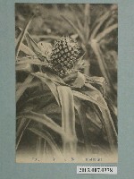藏品(臺灣水果鳳梨)的圖片