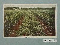 藏品(種植鳳梨)的圖片