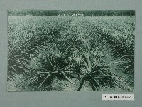 藏品(屏東名產鳳梨田)的圖片