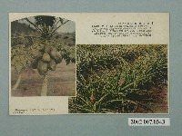 藏品(山形屋發行高雄州名產鳳梨與木瓜)的圖片
