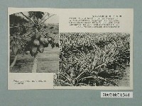 藏品(臺灣名產鳳梨與木瓜)的圖片