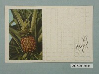 藏品(臺北生蕃屋本店印行鳳梨)的圖片