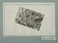 藏品(鳳梨)的圖片