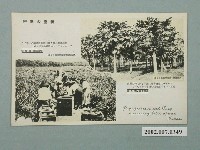 藏品(臺灣高雄鳳梨田與木瓜園)的圖片