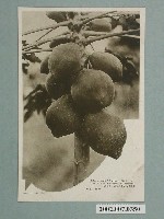 藏品(屏東木瓜)的圖片