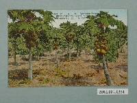 藏品(臺北生蕃屋本店印行臺灣木瓜園)的圖片