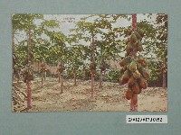 藏品(生蕃屋商店發行臺灣水果木瓜)的圖片