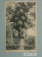 藏品(生蕃屋發行臺灣熱帶水果木瓜)的圖片