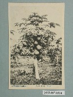 藏品(屏東紀之國屋發行屏東名產木瓜)的圖片