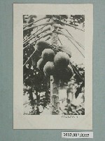 藏品(屏東名產木瓜)的圖片
