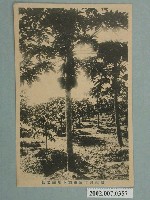 藏品(高雄州屏東郡木瓜園景色)的圖片