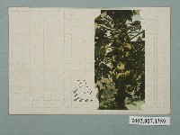 藏品(臺北生蕃屋本店印行木瓜)的圖片