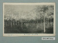 藏品(順天堂製臺灣屏東木瓜園)的圖片