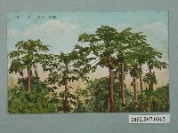 藏品(臺灣印象木瓜)的圖片