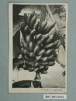 藏品(臺灣香蕉)的圖片
