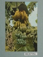 藏品(臺灣水果香蕉)的圖片