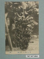 藏品(臺灣水果香蕉)的圖片