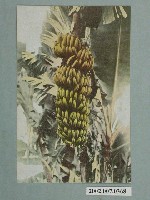 藏品(臺北市菊元百貨店發行芭蕉)的圖片