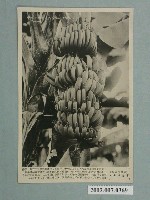 藏品(臺灣風情香蕉)的圖片