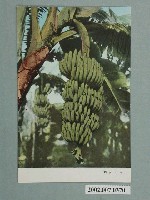 藏品(香蕉園)的圖片