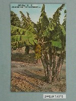 藏品(臺灣風物芭蕉)的圖片