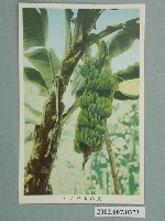 藏品(香蕉)的圖片