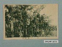 藏品(香蕉園其二)的圖片